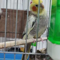 عروس هلندی ماده