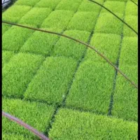 توم درجه یک علی کاظمی پنجاه عدد