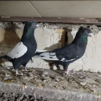 کبوتر رنگی|پرنده|الوند, |دیوار