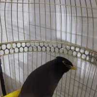 مرغ مینا جوان و سخنگو