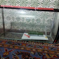 آکواریوم|ماهی|مشهد, امام رضا (ع)|دیوار