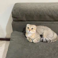 بچه گربه اسکاتیش ماده بلک گلد ny11