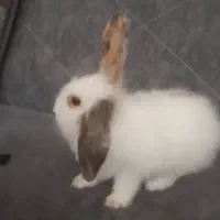 بچه خرگوش لوپ