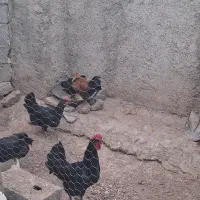 خروس|حیوانات مزرعه|هشتگرد, ینگی امام|دیوار