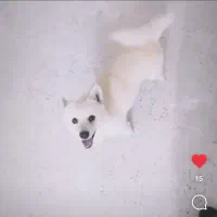 واگذاری سگ نر