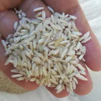 برنج هاشمی درجه 2