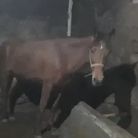 اسب یورقه