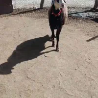 قوچ افشار پلنگی|حیوانات مزرعه|چادگان, |دیوار