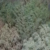 جارو مکه ای