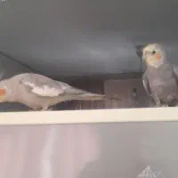 عروس هلندی زیبا