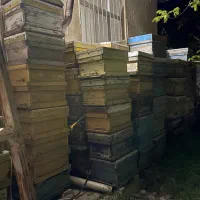 کندو زنبور در حد