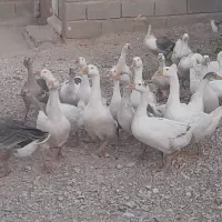 غاز لیندا و مرغابی