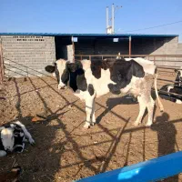 گاو تلیسه|حیوانات مزرعه|تربت جام, میان جام|دیوار