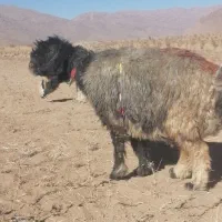 گله میش یکدست اصل جنس همه یک نشون یک ذات|حیوانات مزرعه|لاران, |دیوار