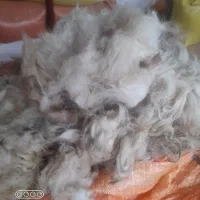 پشم گوسفند وبره|حیوانات مزرعه|اسالم, |دیوار