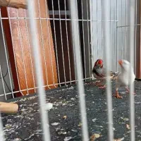 یک جفت فنچ مولد تخم گذار