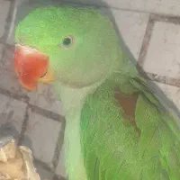 شاه طوطی ۷ ماهه