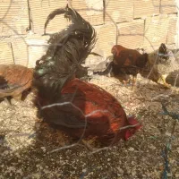 خروس از ۴۰۰ تومان تا ۹۰۰تومان دارم