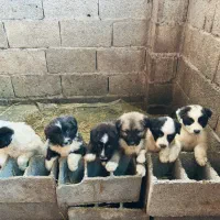 سگ مخصوص دامداری و نگهبانی