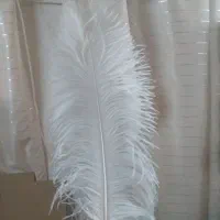 پرشترمرغ|حیوانات مزرعه|اصفهان, گلزار|دیوار