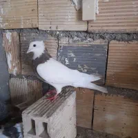 طوقی.زیره.سرکه ای ماده.|پرنده|اندیمشک, |دیوار