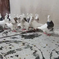 طوقی|پرنده|سرپل ذهاب, |دیوار