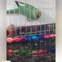 طوطی ملنگوی|پرنده|اسفراین, |دیوار