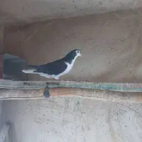 کبوتردمگیر