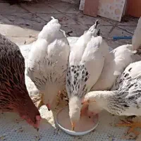 مرغ تخمگذار|حیوانات مزرعه|مشهد, شهید هاشمی نژاد|دیوار