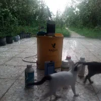 کلیه خدمات سمپاشی حشرات