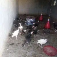 بوقلمون محلی درجه یک