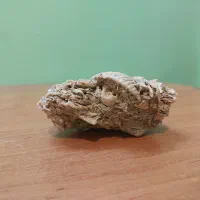 فسیل چند میلیون ساله