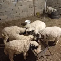 بره نره ماده