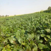 دو هکتار لبو درجه یک