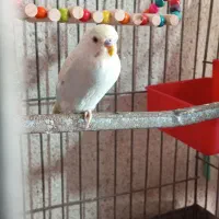 مرغ عشق رینبو|پرنده|میناب, |دیوار