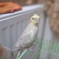 عروس هلندی نر زیبا