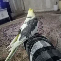 عروس هلندی سخن گو دستی|پرنده|نیشابور, شهرک قدس|دیوار