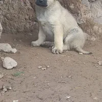 سرابی ماده‌