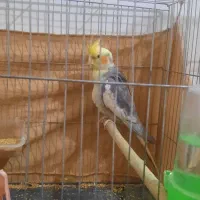 عروس هلندی نر بالغ ۴۵۰