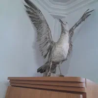 پرنده تزئینی