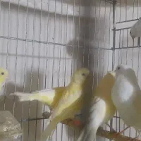 جوجه قناری وایت و یلو