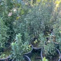 گلهای فضای سبز|گل و گیاه طبیعی|واجارگاه, |دیوار