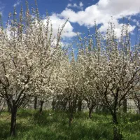 باغ ویلایی دیزج باسمنج ۵۷۰ متر سند ششدانگ