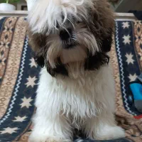 سگ شیتزو فلت|سگ|نیشابور, فخریه|دیوار