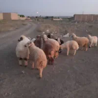 بره شیر چاق چاق