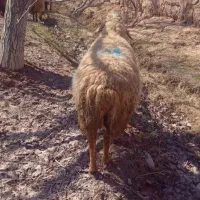 میش داشتی|حیوانات مزرعه|اسفراین, |دیوار