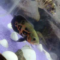 ماهی گوشت خوار