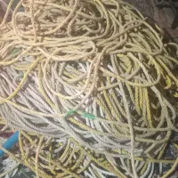 فروشی جل تخته جل بندوونج جل ماهی میگو حلو|ماهیگیری|بندرعباس, |دیوار