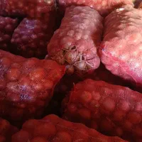 پیاز خوب|خوردنی و آشامیدنی|بجنورد, |دیوار