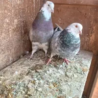 جفت نرو ماده انتیک|پرنده|فرمهین, |دیوار